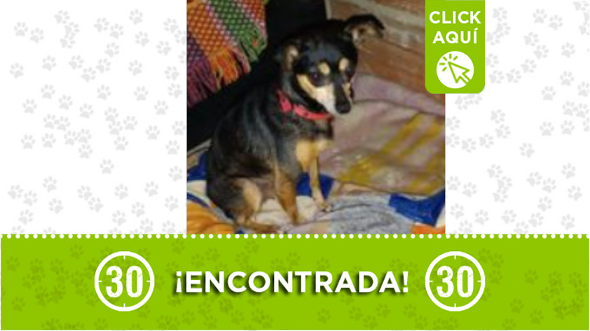 Perrita encontrada en Villa Niza