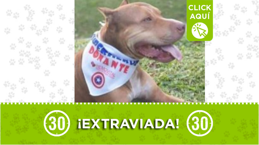 ‘Dala’ se extravió en el barrio Florencia