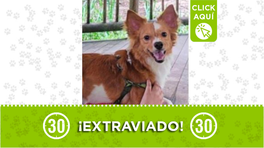 ‘Foxy’ se extravió por San Antonio de Prado