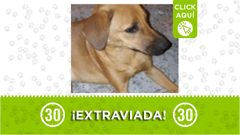 ‘Luna’ se extravió por el Playón de los Comuneros
