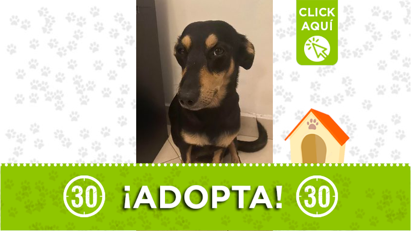 Esta preciosa perrita busca un hogar amoroso