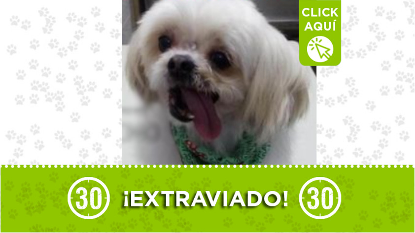 ‘Checho’ se extravió por Pedregal