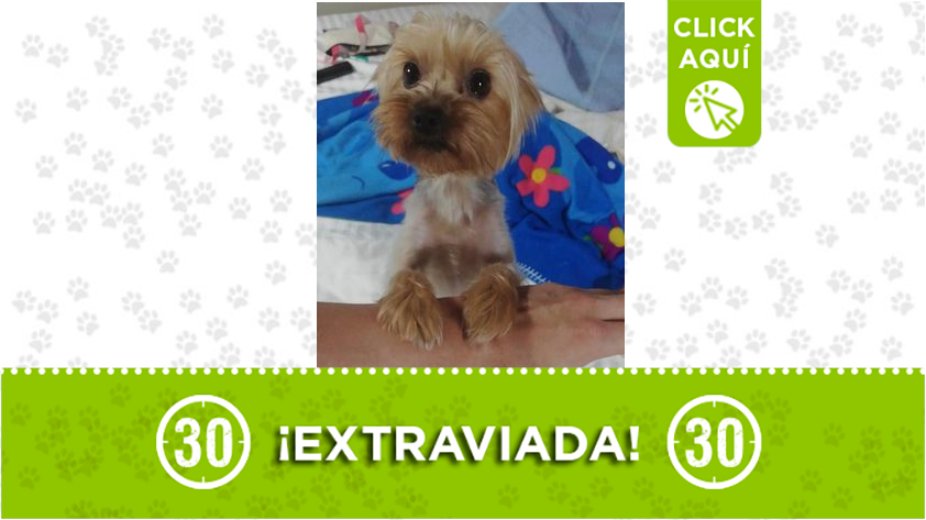 "Alegría" se perdió en Llano Grande