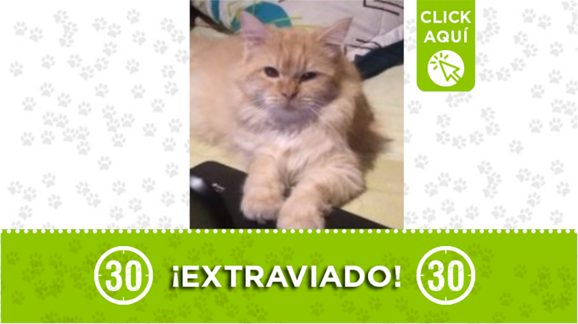 "Garfield" se perdió en Enciso