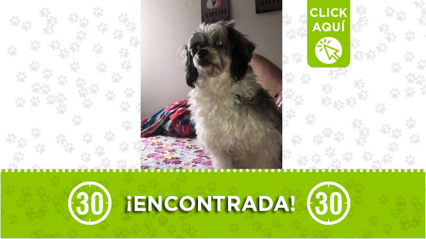 Encontraron a esta bella perrita en Niquia