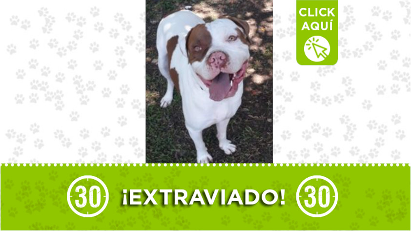 ‘Manolo’ se extravió en el barrio Florencia