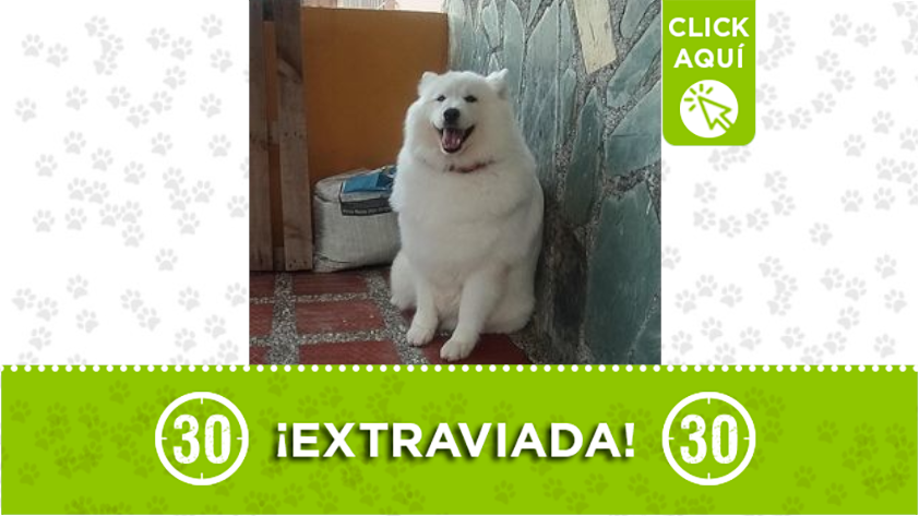 "Sammy" se perdió por Santa Cruz