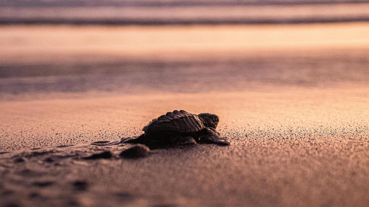 liberan crias tortuga marina