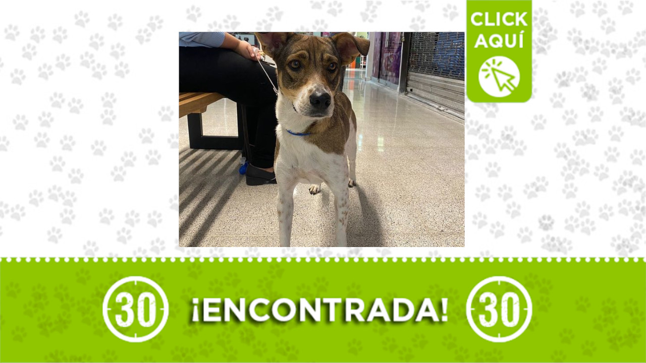 perrita