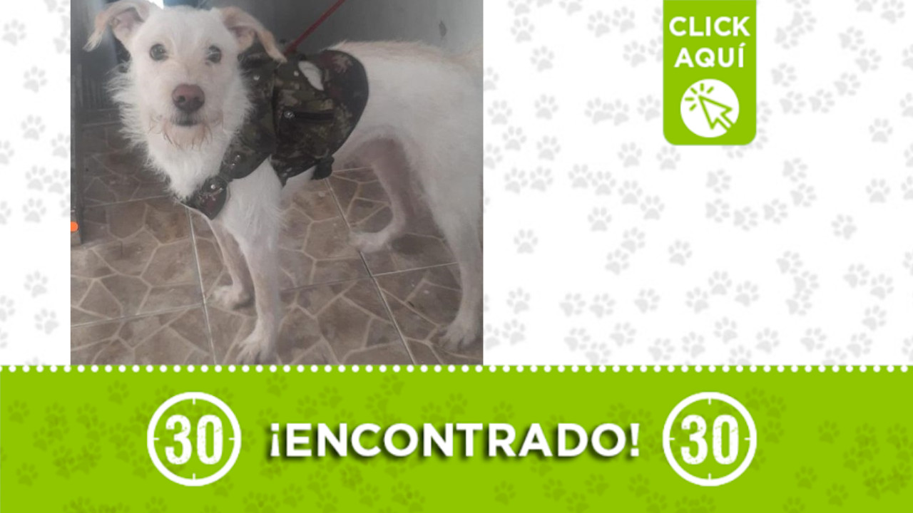 Encontraron este perrito en Itagüí ¿es suyo?