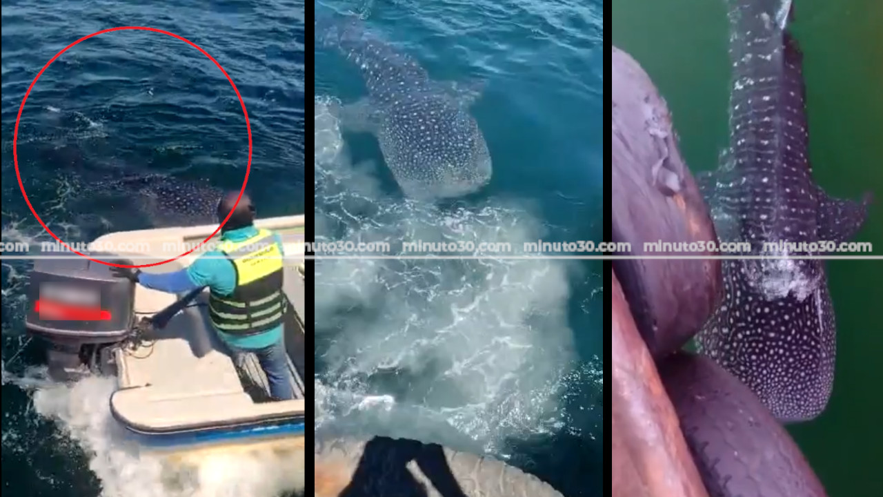 [VIDEO] Grabaron a este imponente animal en el mar de Antioquia