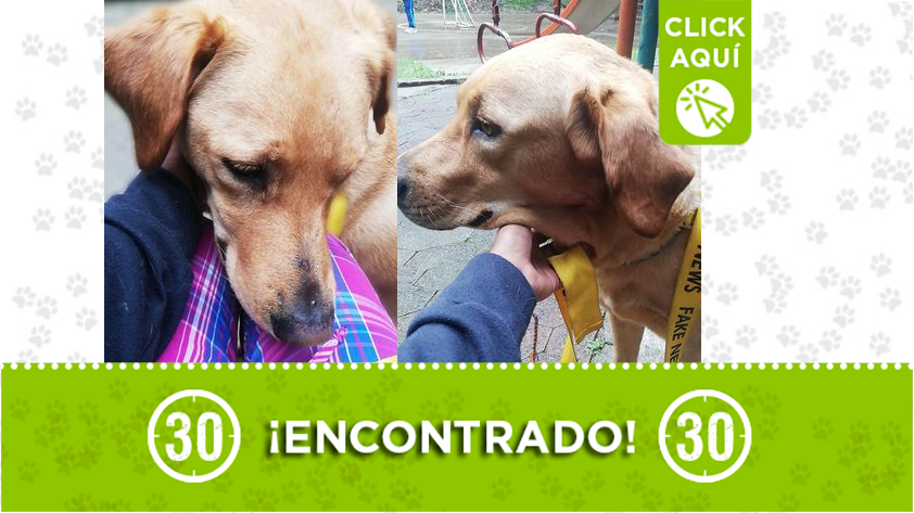 Perrito encontrado en Robledo El Cortijo