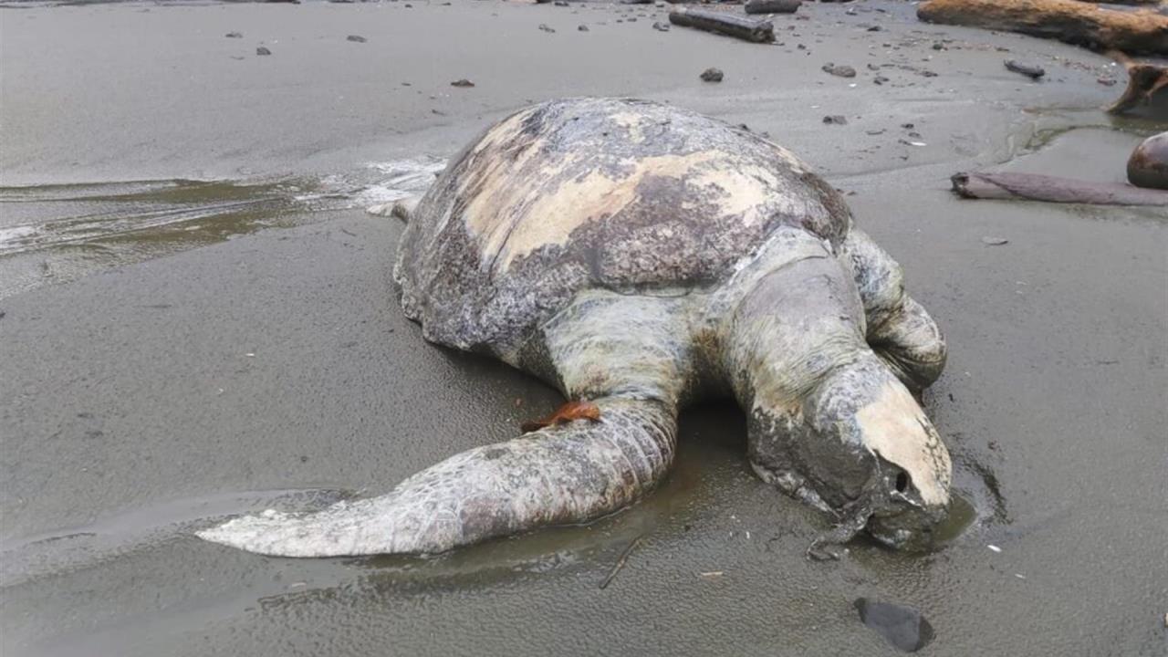 tortugas panama