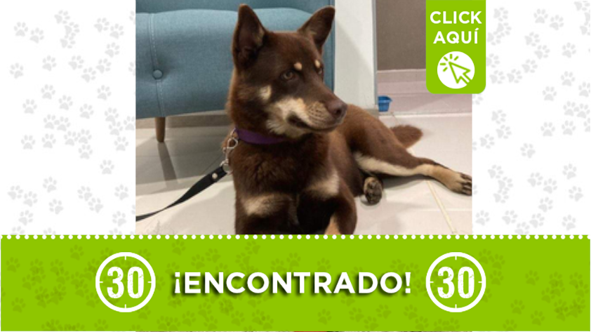 Este lindo perrito fue encontrado en Niquía