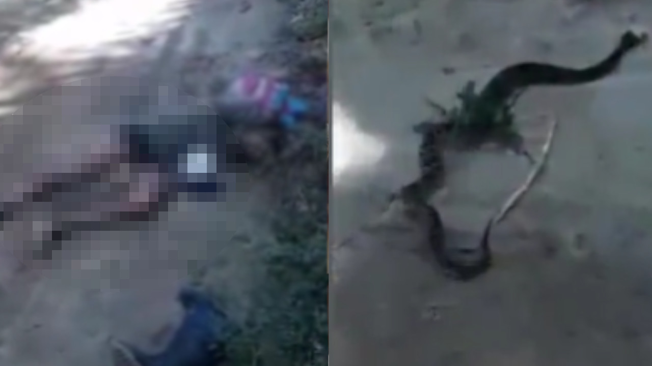 Campesino murió por picadura de “mapaná” en una de sus piernas