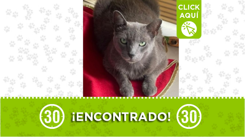 gatico encontrado en Belén Aliadas