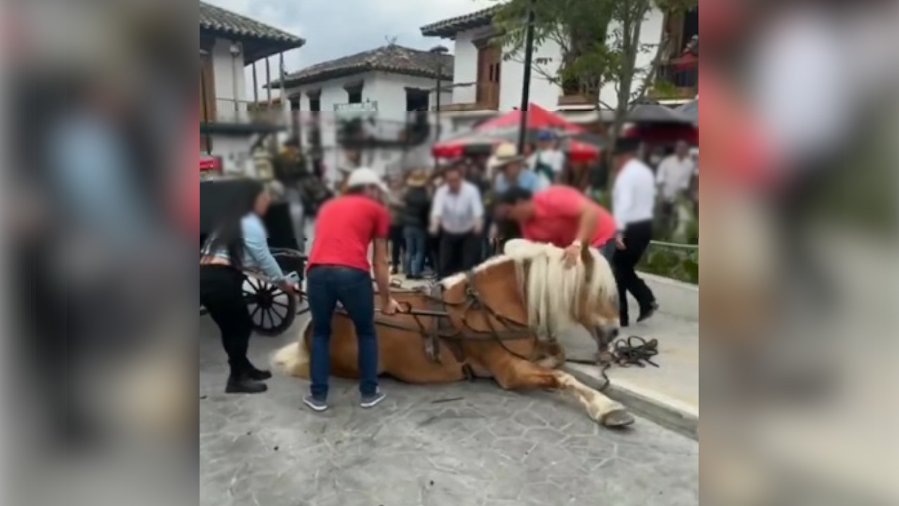 [VIDEO] ¡Qué pesar! Un caballo se desplomó, al parecer, por cansancio en El Retiro, Antioquia