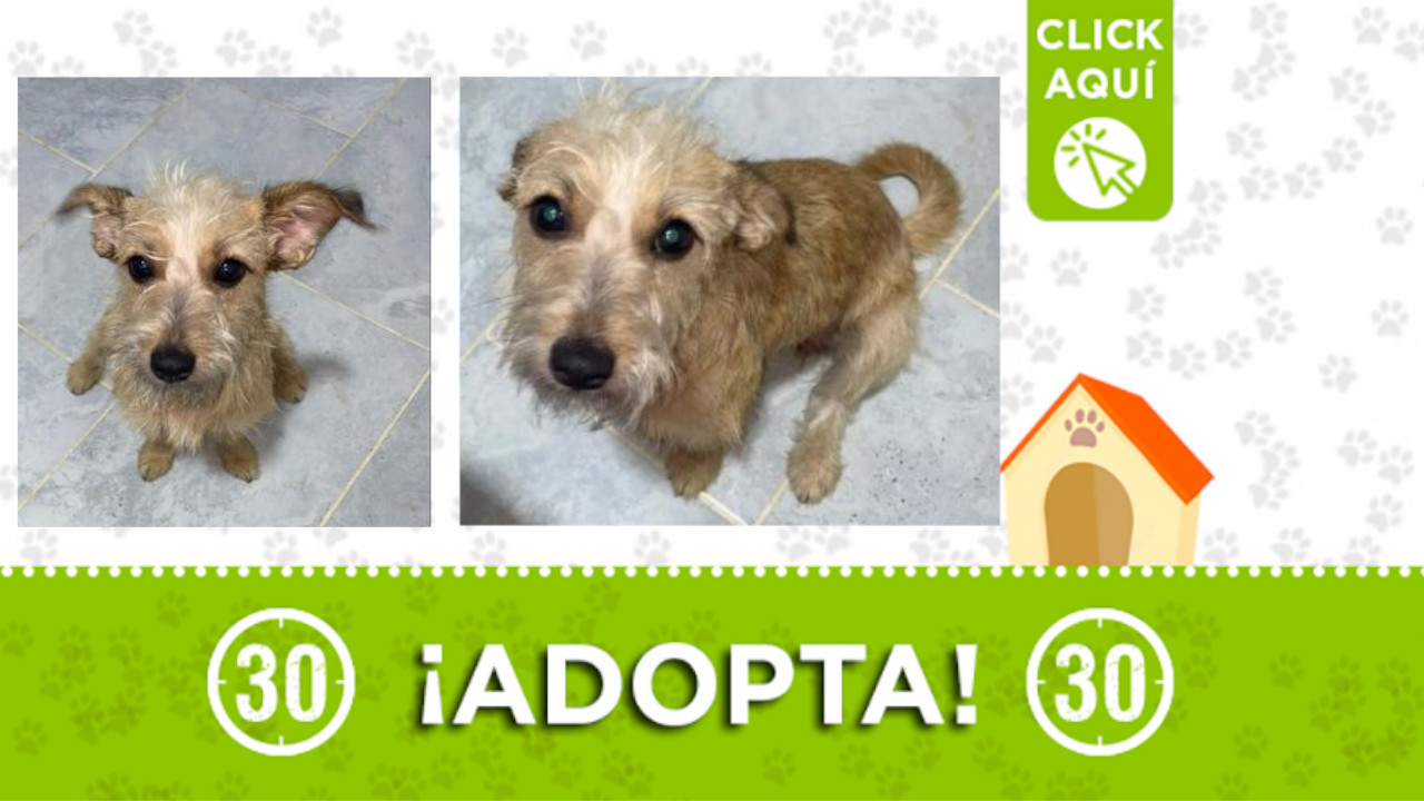 'Chloe' busca un amor en el que le brinden mucho amor
