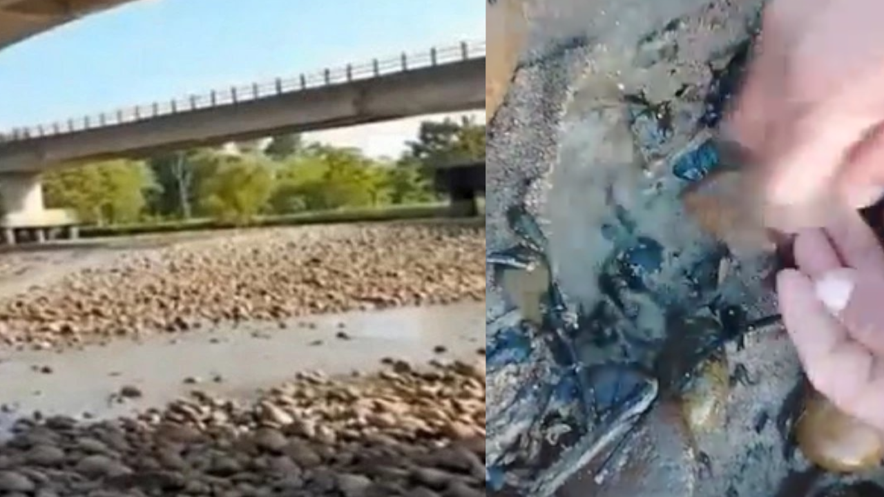 Denuncian mortandad de peces en el río Sogamoso