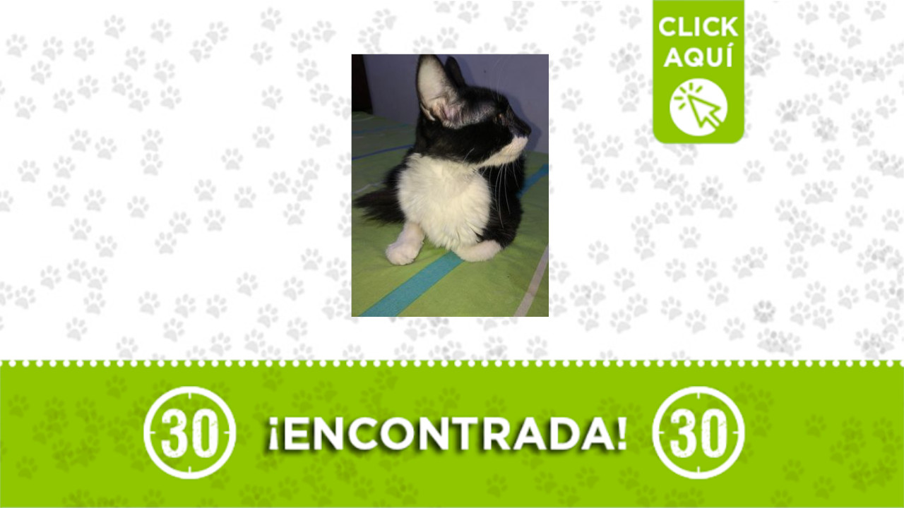 gatita
