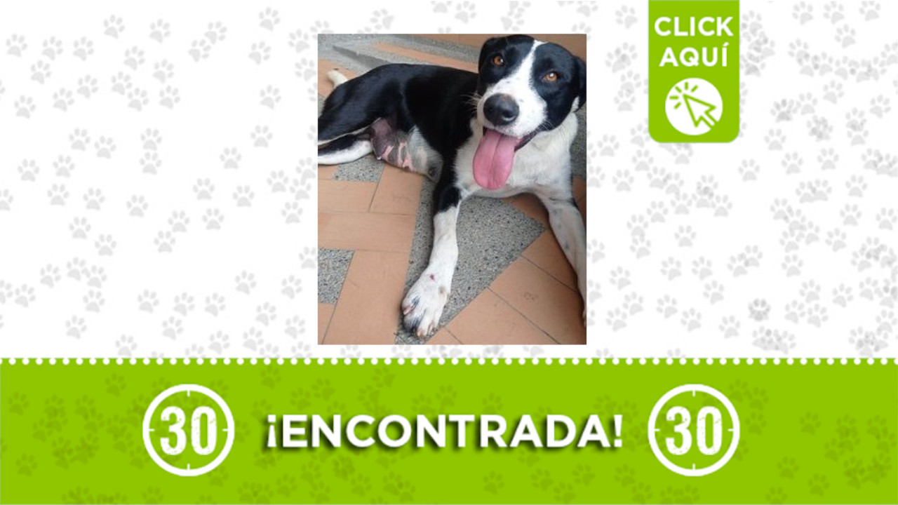 perrita