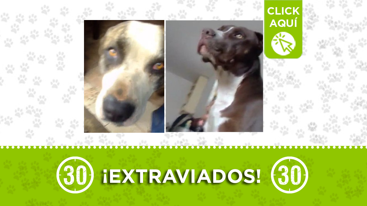 Extraviados en La Iguaná