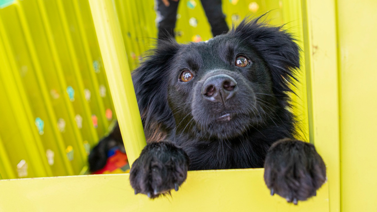¡Buscan un hogar! No te pierdas la gran jornada de adopción de perros y gatos en Bogotá