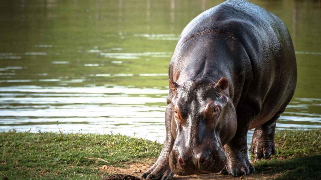 Hipopótamo se tragó a un niño de dos años y lo escupió vivo