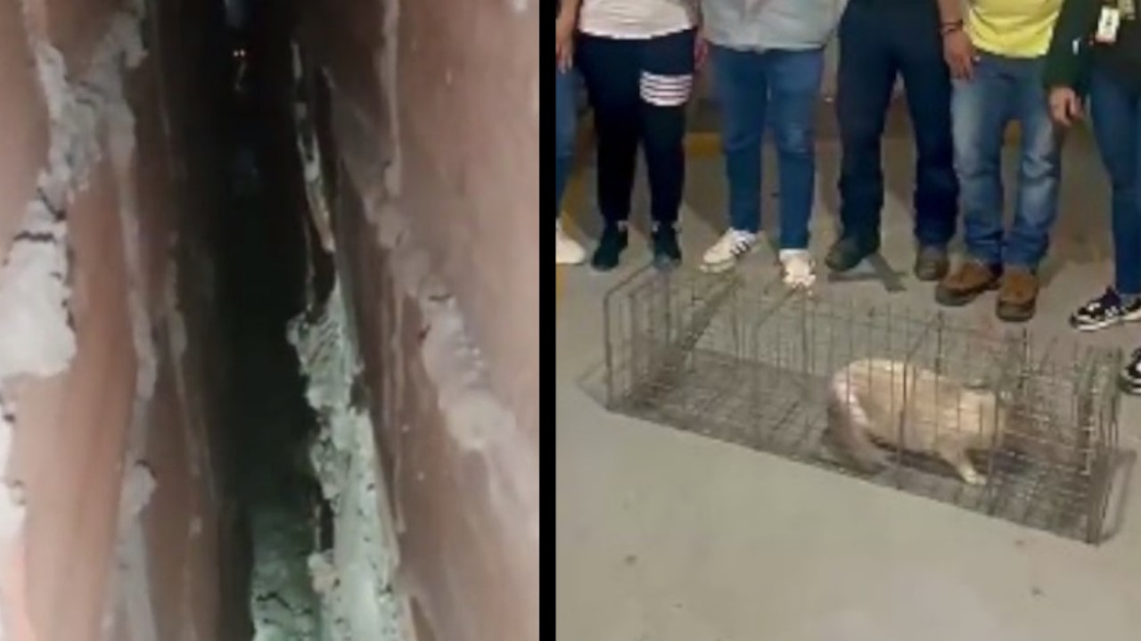 [VIDEO] Luego de 6 días, lograron rescatar a una gatica atrapada en Envigado