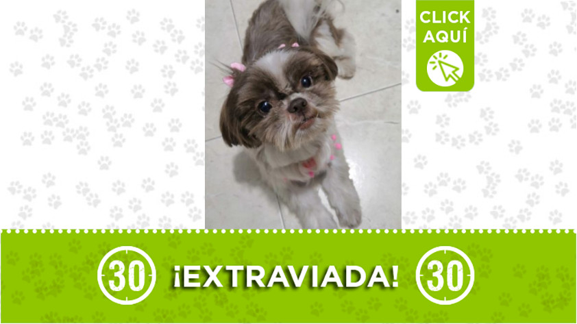 «Lulú» se extravió en Castilla, Medellín