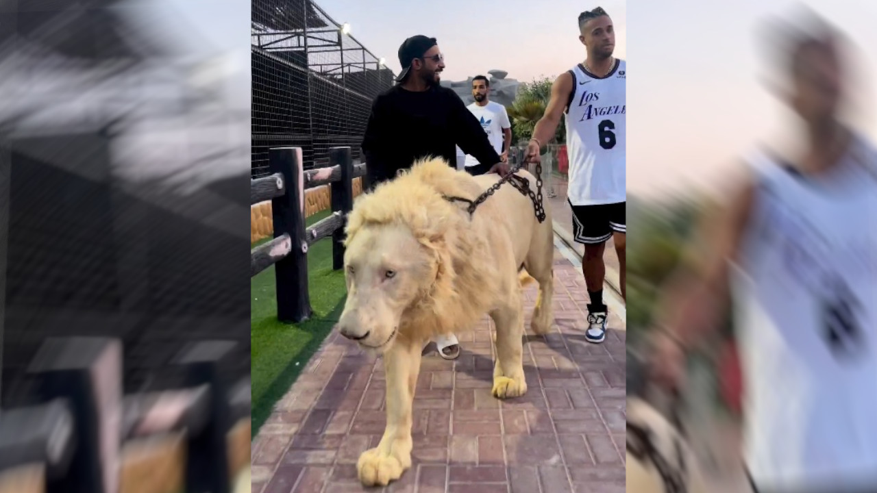 Paseando con un león