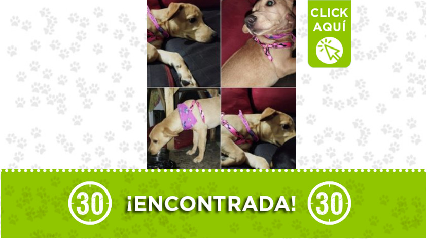 Perrita encontrada en San Javier