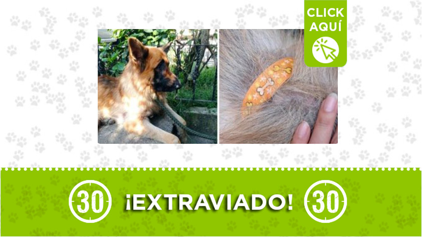 Perrito encontrado en Aures
