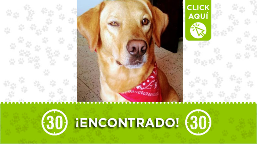 Perrito fue encontrado en Robledo