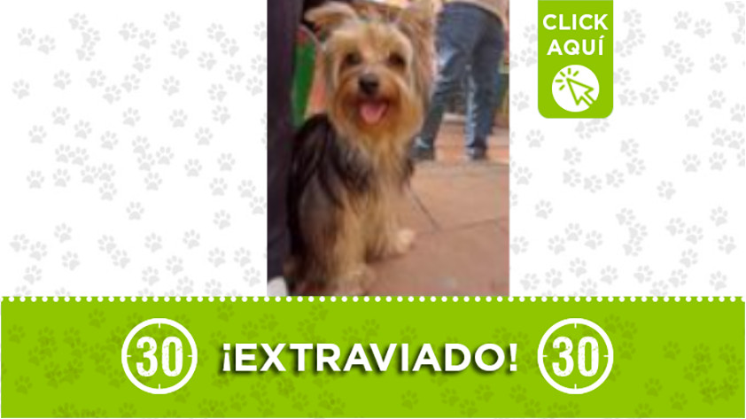 «Rocky» se extravió en Plaza Mayor, Medellín