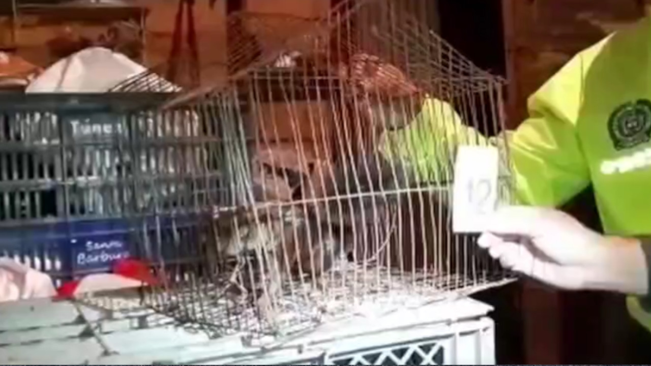 Tráfico de fauna silvestre: Autoridades incautaron 164 especies de animales en Cordoba