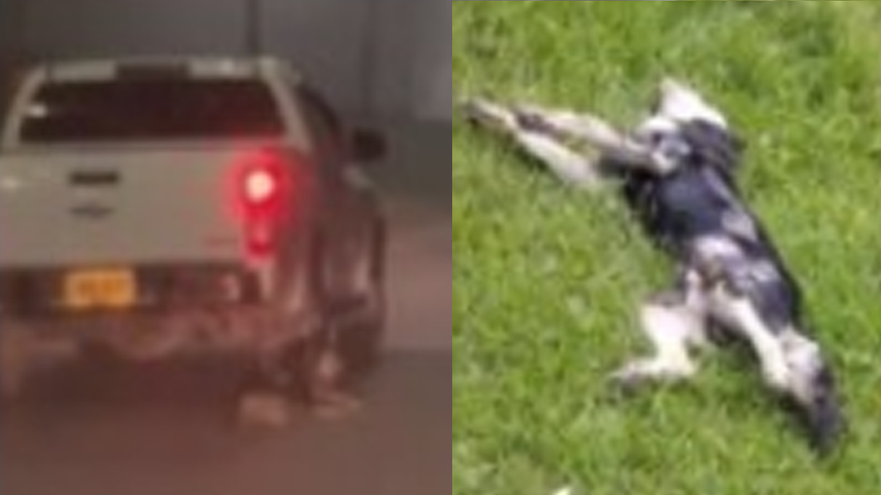 Fiscalía inicia investigaciones por caso de perrito halado por camioneta en Antioquia