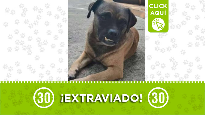 «Teo» se perdió por Zamora