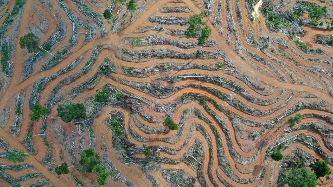 Acuerdo en la UE para prohibir productos que contribuyan a la deforestación