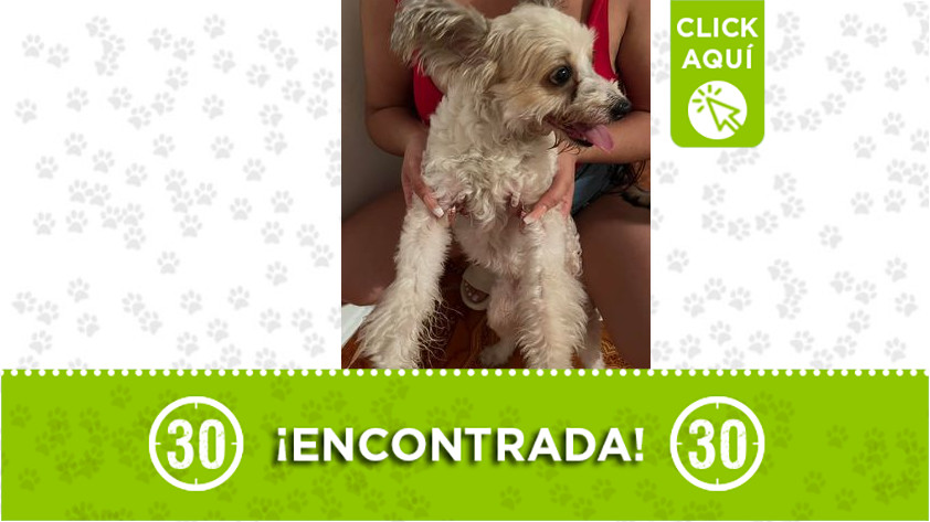 Perrita encontrada en Manrique