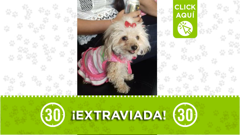 "Dulce" se perdió en Santa Rosa de Lima