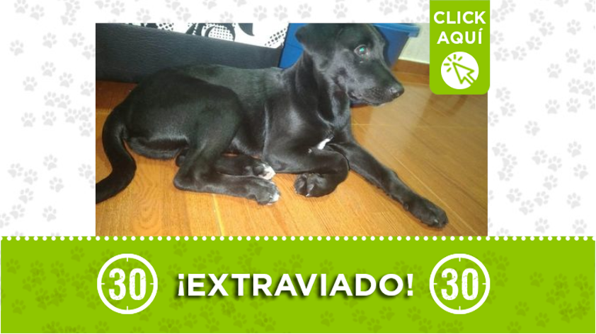 "Hachy" se perdió Blanquizal