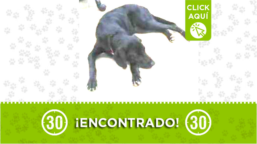 Perrito negro encontrado en Santo Domingo
