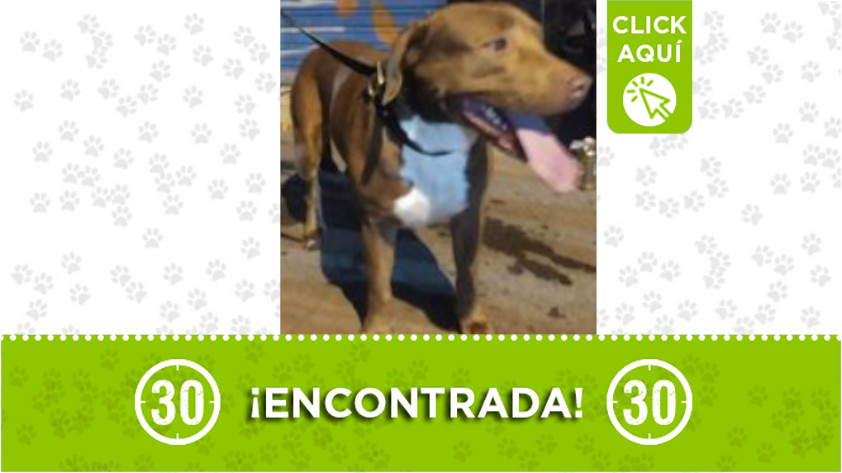Perrita encontrada por el Parque del Periodista