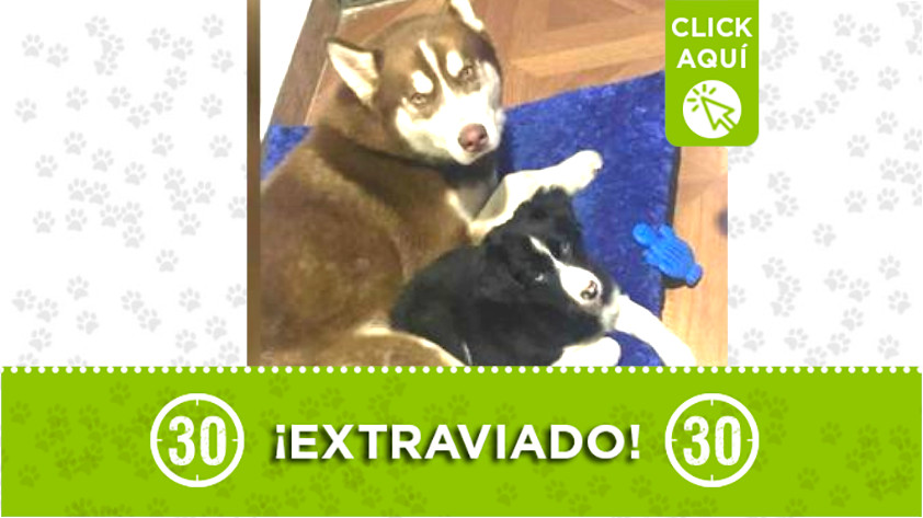 "Aurelio" y "Mía" se extraviaron en La Doctora, Sabaneta