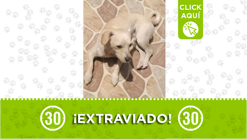"Tedy" se perdió en Aranjuez