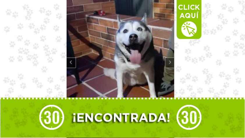 Esta linda perrita fue encontrada por la estación Santa Lucía