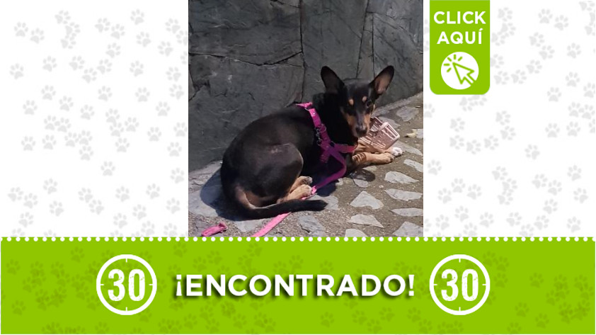 Perrito fue encontrado por el barrio San Germán - Robledo