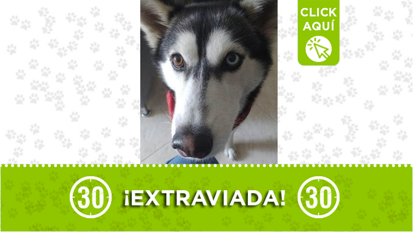 "Sasha" se perdió en Envigado