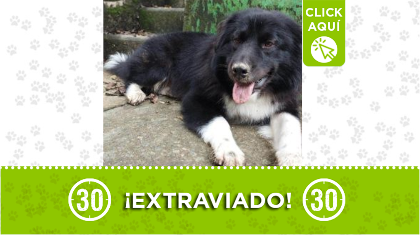 "Blue" se perdió en Itagüí